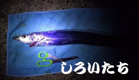 夜中の3時間半のタチウオ渋い。